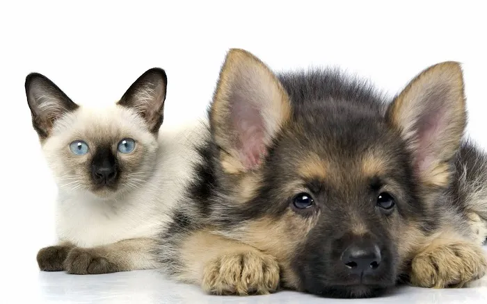For Pets' Sake Vet Clinic Inc Picture 10