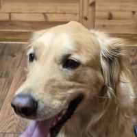 Animal Clinic of Elkhorn ico