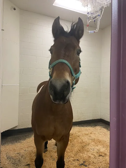 Turtle Valley Equine Hospital Picture 2
