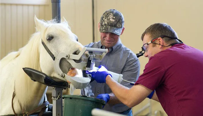 Midwest Veterinary Dental Services Picture 1