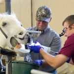Midwest Veterinary Dental Services