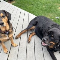 Prairie Animal Hospital ico