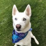 VCA Veterinary Emergency Service