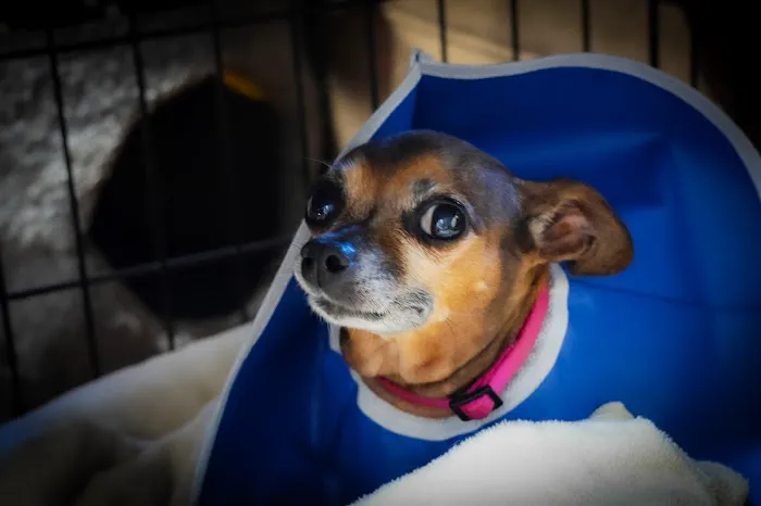 VCA Veterinary Emergency Service Picture 7