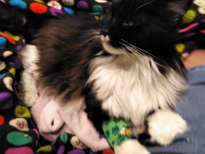 Animal Medical Center Picture 2