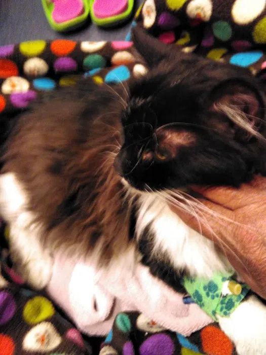 Animal Medical Center Picture 1