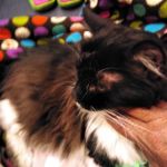 Animal Medical Center