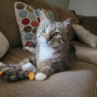 Hononegah Animal Hospital ico