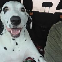 Rockton Veterinary Hospital ico