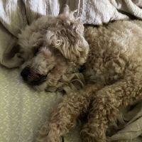 Belle City Veterinary Hospital ico