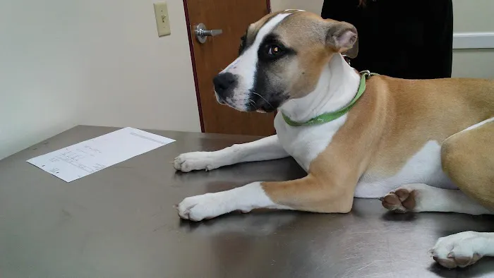 Belle City Veterinary Hospital Picture 2