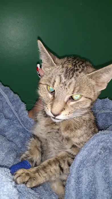 Belle City Veterinary Hospital Picture 8