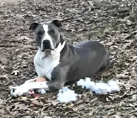 Cleveland Animal Hospital Picture 2