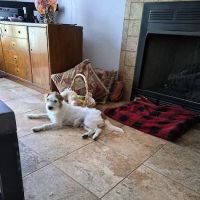 Cleveland Animal Hospital ico