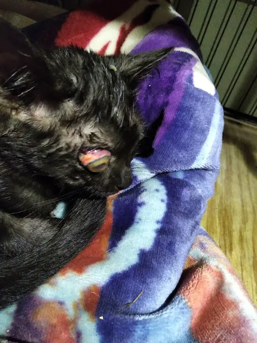 Cleveland Animal Hospital Picture 8