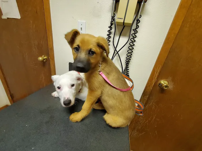Big Thicket Veterinary Clinic - Cleveland Picture 1