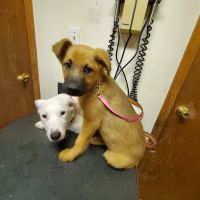 Big Thicket Veterinary Clinic - Cleveland ico