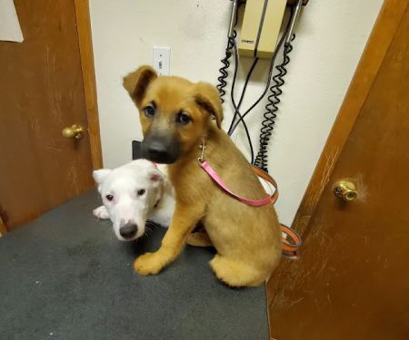 Big Thicket Veterinary Clinic - Cleveland