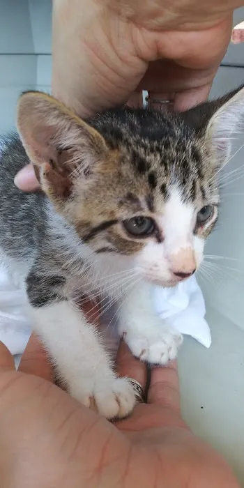 Big Thicket Veterinary Clinic - Cleveland Picture 8