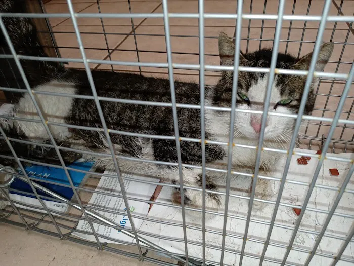 Big Thicket Veterinary Clinic - Cleveland Picture 7
