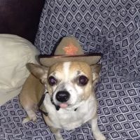 Texas Star Animal Hospital ico