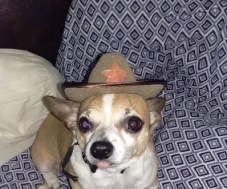 Texas Star Animal Hospital