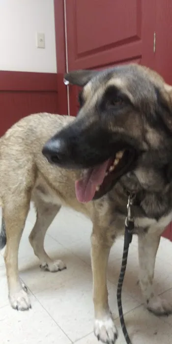 Texas Star Animal Hospital Picture 6