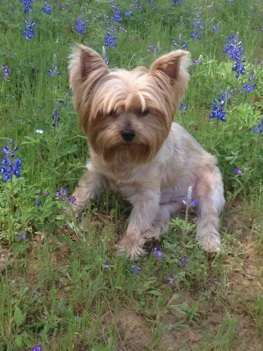 Texas Star Animal Hospital Picture 8