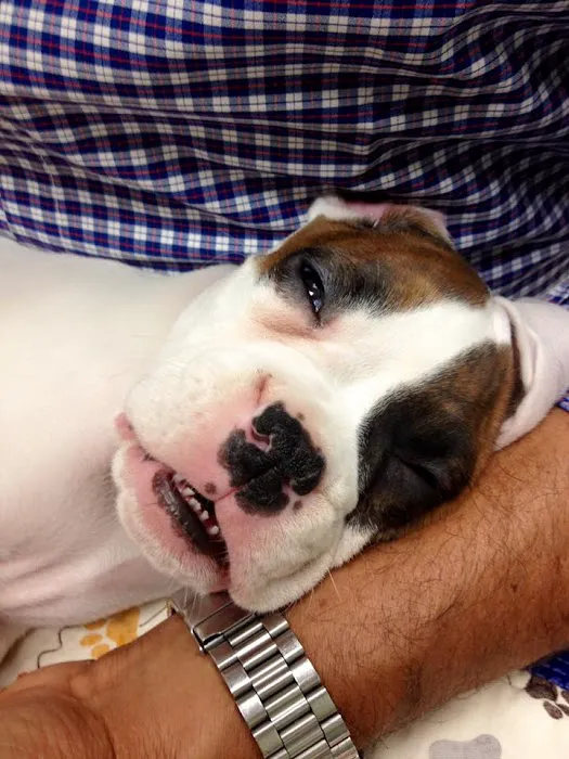 Newbury Park Veterinary Clinic: Canan Richard T DVM Picture 3