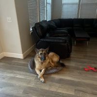 Caring Hands Veterinary Hospital ico