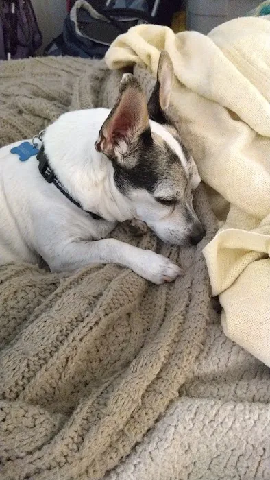 Caring Hands Veterinary Hospital Picture 9