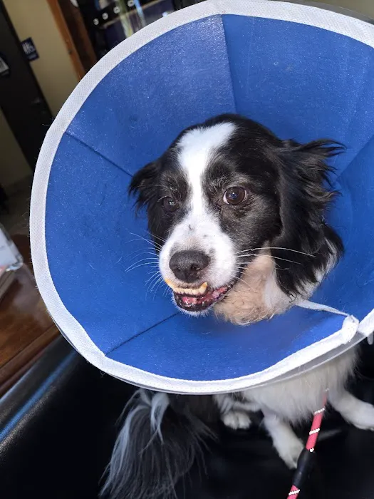 Veterinary Specialty and Emergency Center of Thousand Oaks Picture 4