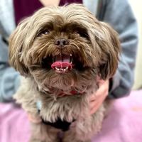 Animal Hospital of Thousand Oaks ico
