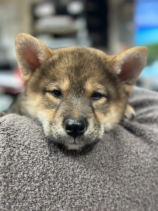Animal Hospital of Thousand Oaks Picture 2