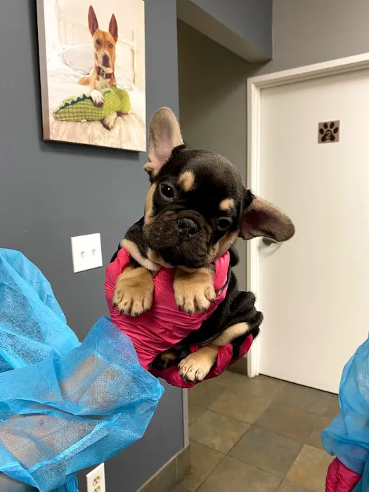 Animal Hospital of Thousand Oaks Picture 5