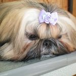 Green Valley Veterinary Clinic