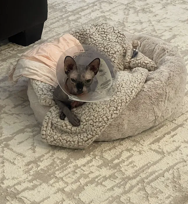 Oak Valley Animal Hospital Picture 2