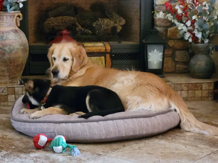 Oak Valley Animal Hospital Picture 1