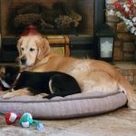 Oak Valley Animal Hospital
