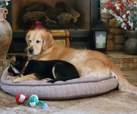 Oak Valley Animal Hospital