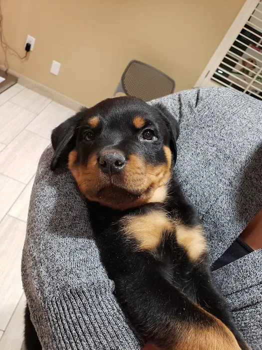 Oak Valley Animal Hospital Picture 9