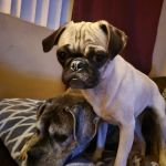 Beaumont Animal Hospital