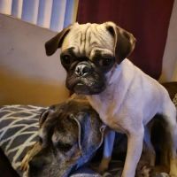 Beaumont Animal Hospital ico