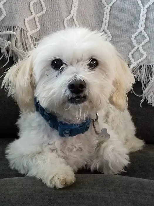 Beaumont Animal Hospital Picture 4