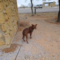Coupland Veterinary Hospital - Dr. Arlon Graef, DVM ico