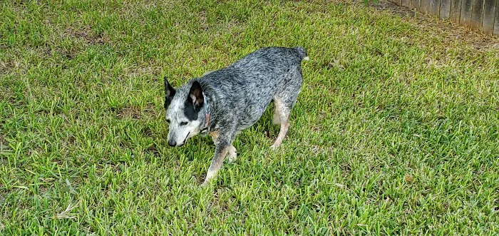 Coupland Veterinary Hospital - Dr. Arlon Graef, DVM Picture 5