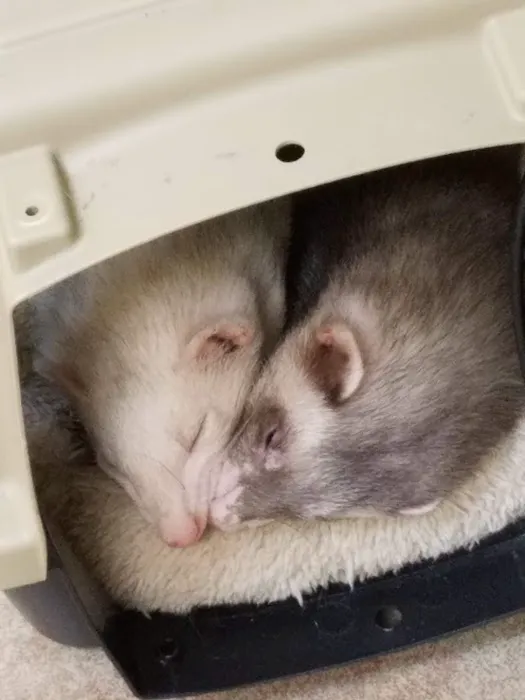 VCA Elgin Family Pet Center Picture 3