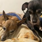 VCA Elgin Family Pet Center