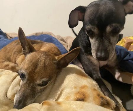 VCA Elgin Family Pet Center