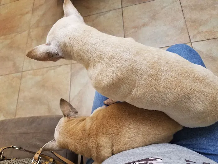 VCA Elgin Family Pet Center Picture 2